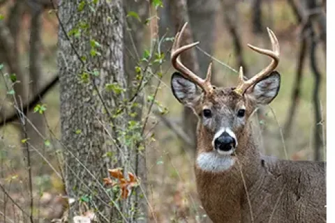 Wildlife Grant