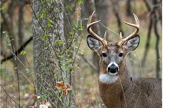 Wildlife Grant